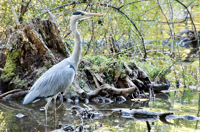 Biodiversity Photo Contest